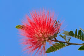 Hawa Inspirator Wanita Shalihah