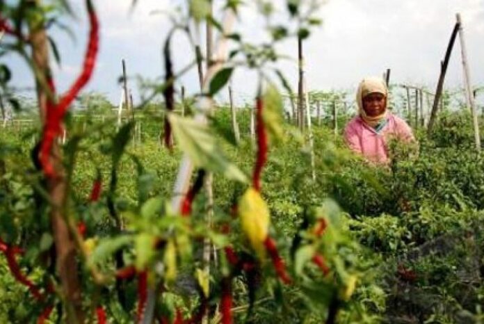 petani-cabai-ilustrasi-_120901132916-296