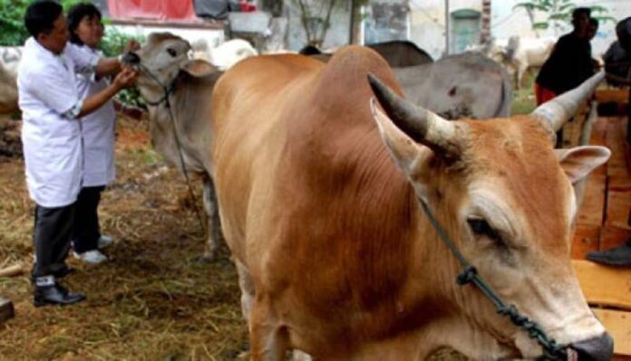 Jelang-Idul-Adha-Mahasiswa-IPB-Terjun-Langsung-Cek-Kesehatan-Hewan-Qurban