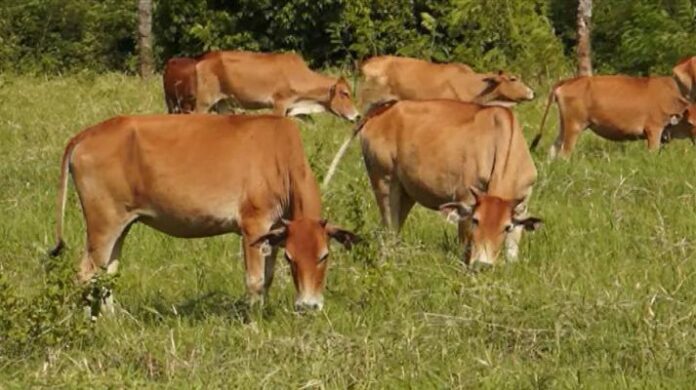 riaugreen_Untuk-Hewan-Qurban--Distanak-Kota-Pekanbaru-Sarankan-Warga-Beli-Hewan-Sehat---Bersertifikat