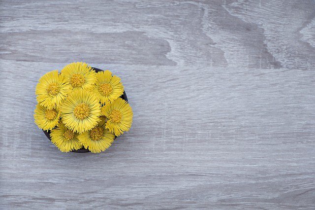 tussilago-farfara-1274956_640