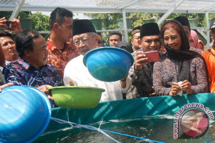 susi-tebar-benih-lele