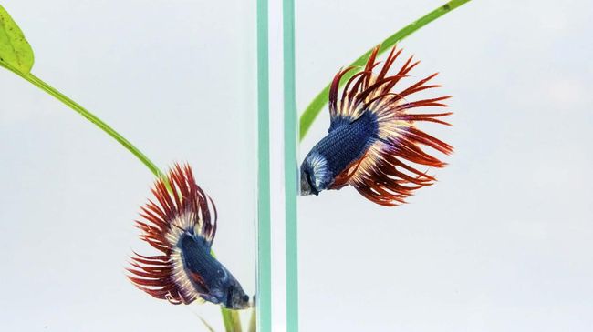 ikan-cupang-cantik-