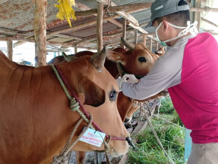 ini-fatwa-terbaru-mui-terkait-merebaknya-penyakit-lsd-dan-ppr-pada-hewan-qurban