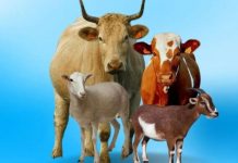 KURBAN KENDARAAN AKHIRAT, HINDARI ANCAMAN MENDEKATI TEMPAT SHALAT