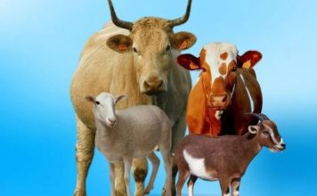 KURBAN KENDARAAN AKHIRAT, HINDARI ANCAMAN MENDEKATI TEMPAT SHALAT