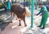 PPIJ JAKARTA ISLAMIC CENTRE BAGIKAN RIBUAN KANTONG DAGING KURBAN PADA IDUL ADHA 1447 H